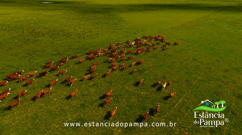 DOS EÓLICOS VIRA P FAZENDA_Moment.00_08_06_20.Quadro259_0df03658e418c5b422467f597bc29355acf67456.jpg